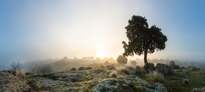 panorama of a winter landscape with mossy rocks in the foreground and a backlit tree to the right of the image illuminated with the diffuse sun behind the dawn mist