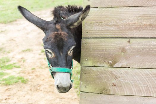 donkey peeking out of a brown wooden fence