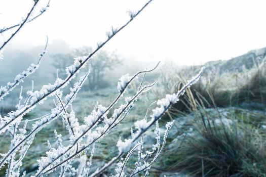 diagonal bush branches with winter morning frost with blur background with haze background