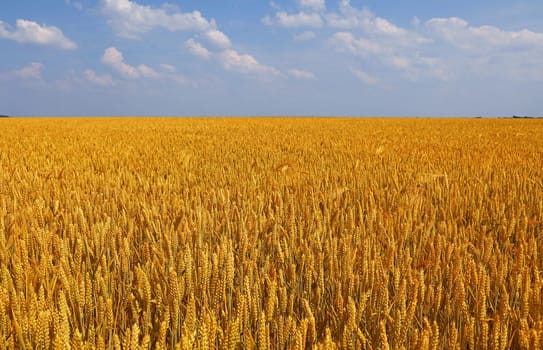 Field of golden ripe wheat or rye ears under clear blue sky, high angle view