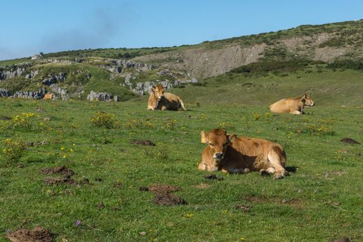 brown cows lying on the green grass in the mountain with blue sky