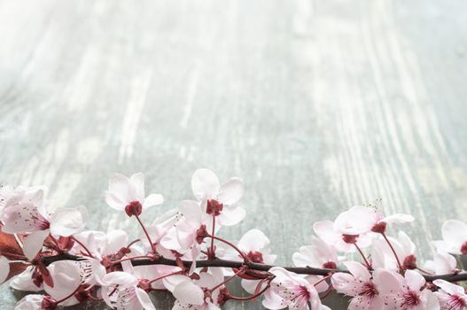 aged wooden background with a branch full of pink flowers in the foreground at the bottom of the image