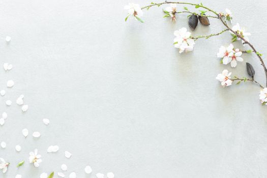 Composition of almond tree flowers with stem and green leaves with three almonds in the upper right corner and randomly dispersed white almond blossom petals and two triangle-shaped flowers covering the lower left corner all on a textured gray background and soft light with empty space on the diagonal of the image to be able edit