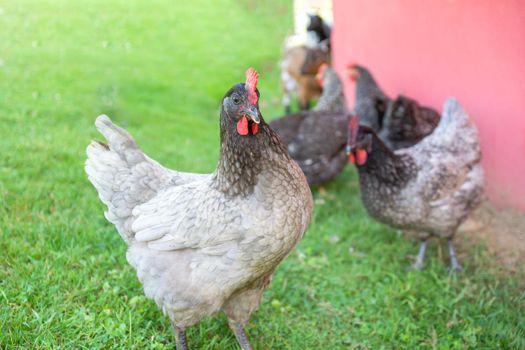 group of hens on green grass with one in the foreground and the others in the background out of focus