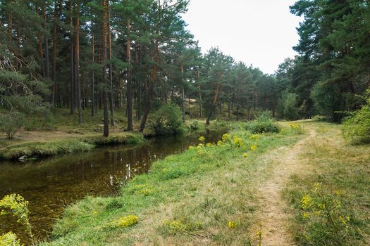 mountain river diagonally next to a path surrounded by greenery and green pine trees