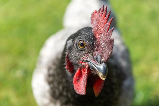 chicken head in the foreground with crest detail and eyes with green out of focus background