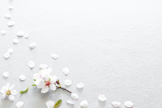 image of almond blossoms composed of a stem with two flowers in the lower left corner surrounded by white petals a loose flower and two randomly dispersed green leaves in a triangle shape covering the lower left corner all on a textured gray background and soft light with empty space on the right diagonal of the image to edit