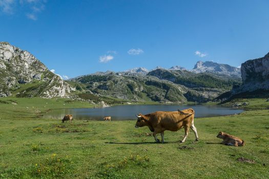 brown profile cow walking on green grass with lake and mountains in background with calf lying