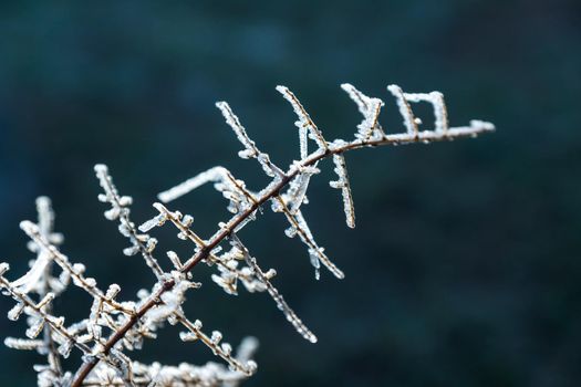 horizontal image of detail of shrub frozen by frost lit by sunrise sun with out of focus background