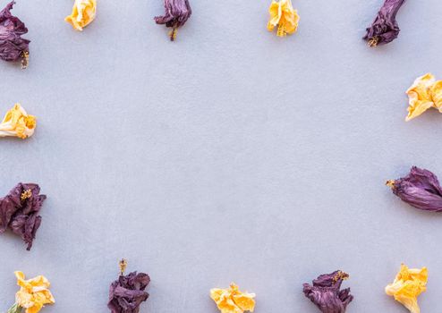 horizontal composition of yellow and purple dried flowers forming a frame on a textured gray background with soft natural light