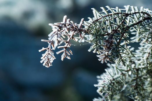 horizontal image of detail of shrub frozen by frost lit by sunrise sun with out of focus background