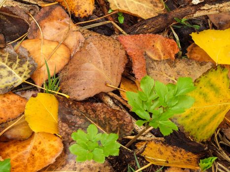 autumn leaves on the ground