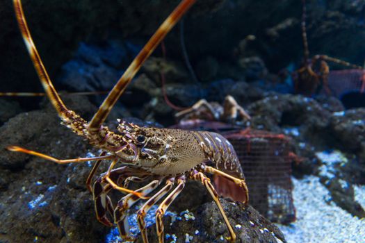 live lobster close-up with unfocused bottom traps