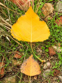 leaves of autumn