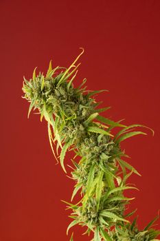Vertical image of cannabis plant on red background whith side lighting