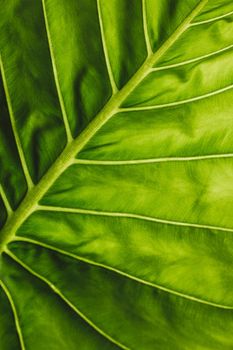 close-up vertical detail of a green alocasia leaf with diagonal midrib of the leaf with lighting that highlights the texture of the leaf