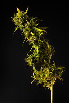 Vertical image of cannabis plant on black background col side lighting background whith side lighting