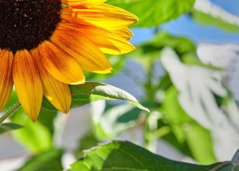 image of a yellow sunflower that is only a quarter visible in the upper left corner with green leaves in the background