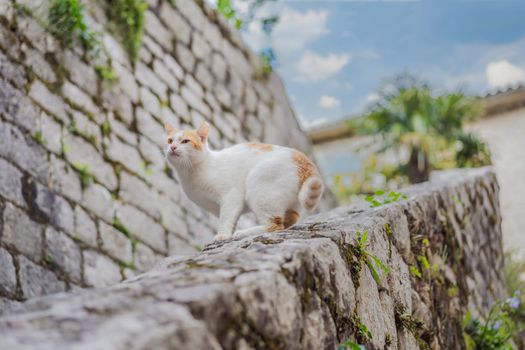 Cat on the street of Kotor, the city with the cats in Montenegro.