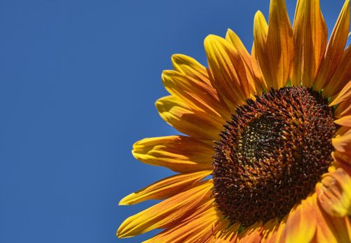 picture of orange sunflower on the right side of the picture with blue sky in the background