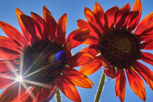 two red sunflowers with solar star on the left with blue sky background