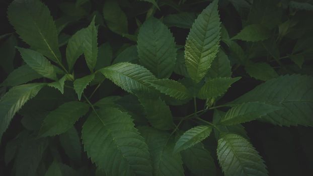 dark green leaves background Abstract green texture, nature backgrounds, tropical leaves