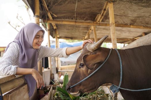 muslim female farmer feeding animal on traditional farm