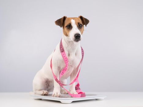 Dog jack russell terrier stands on a scale with a measuring tape