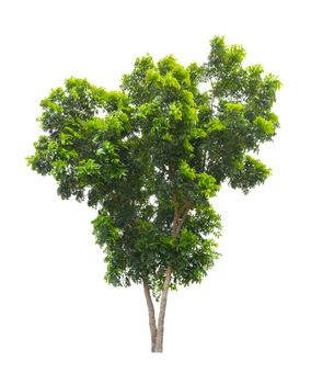 Single Tree isolated on white background, With Clipping path.