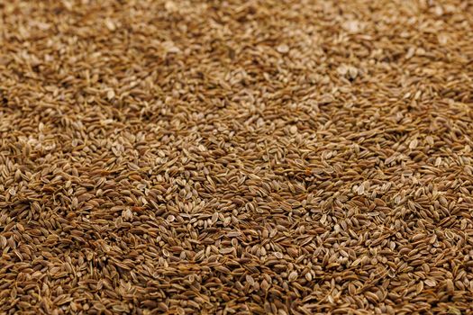 Dry Rolls Dill - Anethum graveolens - seeds on flat surface, closeup background with selective focus. It is only species in genus Anethum. Seeds are used as herb or spice for flavouring food.