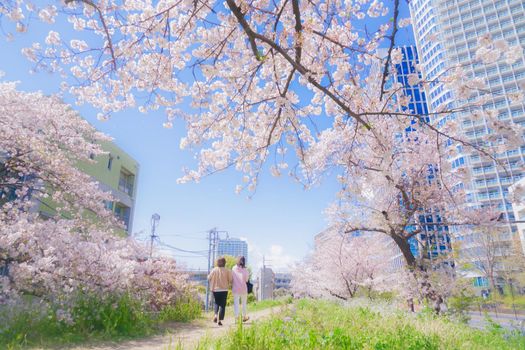Cherry blossoms of Futako Tamagawa, Tama River. Shooting Location: Tokyo metropolitan area