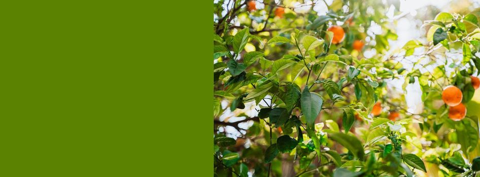 Web banner of ripe mandarin oranges hanging on tree branches close-up. Low angle photo of juicy citrus tangerines growing on tree.