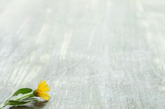 aged wooden background with a yellow flower and green leaves in the foreground in the lower left corner