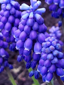 Flowers of the Armenian muscari against the background of the earth close-up.