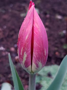 Colorful tulip flower close-up on a background of greenery.