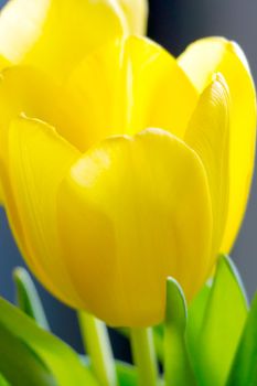 Beautiful yellow flowering tulip bud. Spring Festival. Congratulations to women on the holiday of spring