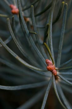 Close-up of a green young spruce branch in the forest