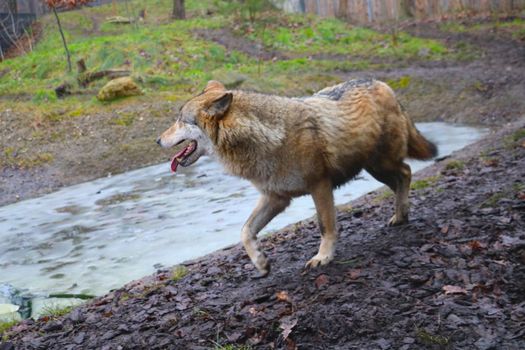 Out of focus, blurry background. A wild wolf in the woods