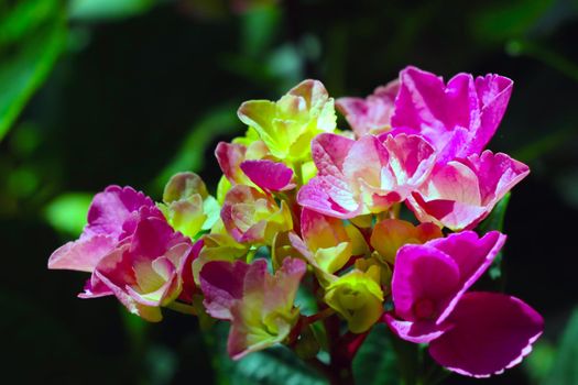 Beautiful spring background of flowering flowers in the park