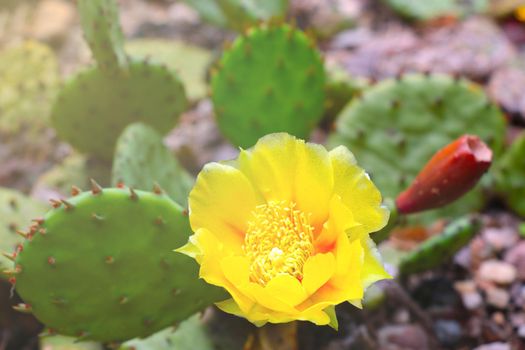 The yellow flower of flowering cacti on a sunny day