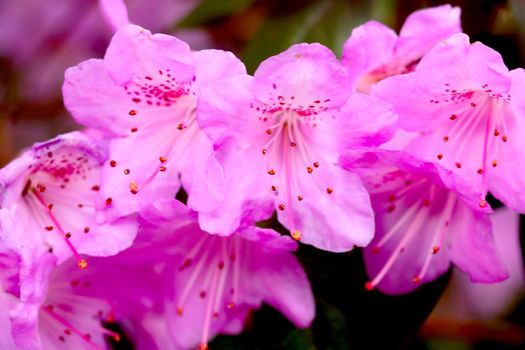 Selective focus, a flowering branch of rhododendron in the park in the spring