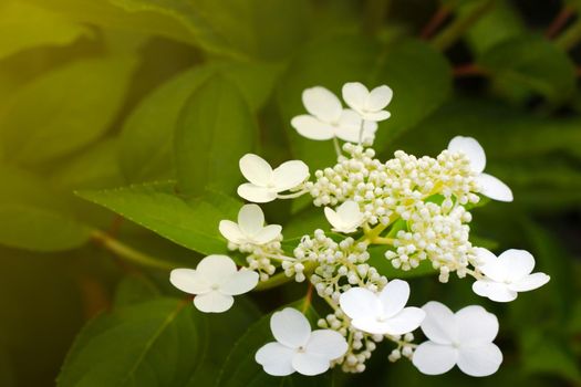 Beautiful spring background, hydrangea blooms in the park in spring