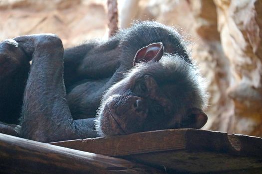 Close-up of a lying chimpanzee in a tree