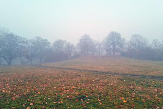 A mystical view of a foggy autumn morning in the park