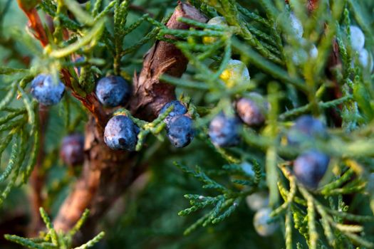 Selective focus on a young juniper branch in the park