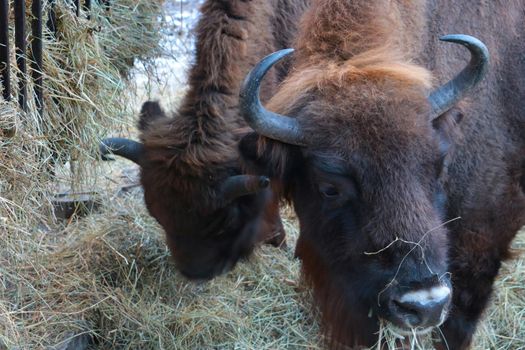 Close-up of a bison eating hay