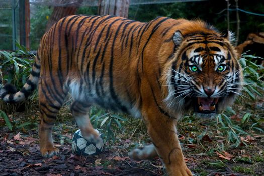 Close-up of an evil tiger with big teeth. The mouth is open