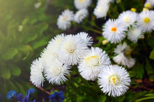 Beautiful perennial white flowers bloom in the park in spring