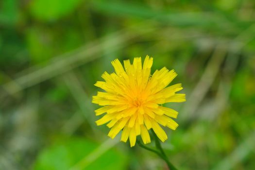 A yellow dandelion flower blooms in the meadow, summer or spring background