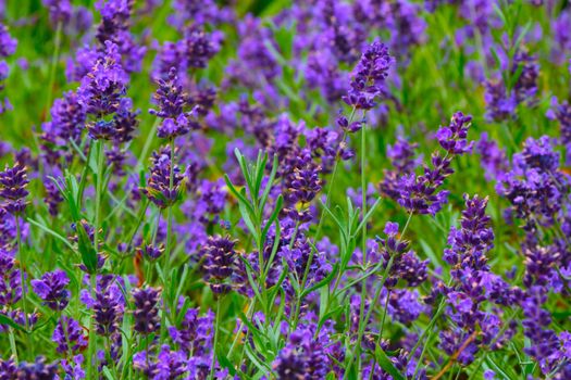 Beautiful purple fields of flowering lavender in summer